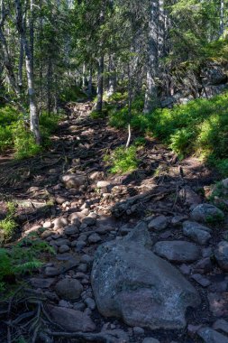 İsveç Yüksek Sahili 'ndeki Skuleskogen Ulusal Parkı' nda yalnız başına ilerlemiş ve Vahşi Orman Yolu talep ediyor..