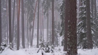 Heavy snowfall in remote wild wooded forest terrain during Wintertime with daylight.