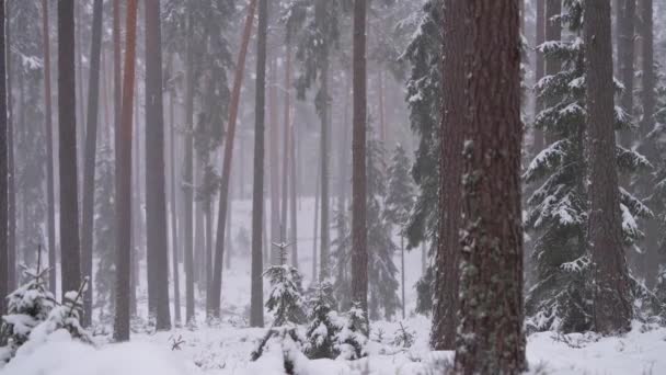 Heavy Snowfall Remote Wild Wooded Forest Terrain Wintertime Daylight — Stock video