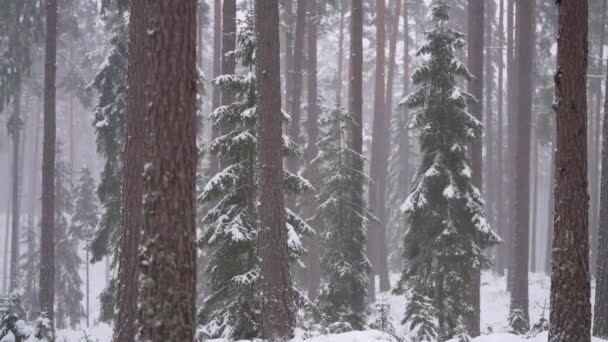 Heavy Snowfall Remote Wild Wooded Forest Terrain Wintertime Daylight — Stok video