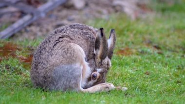 Brown hare sitting frozen trying to stay warm on the meadow in green grass looking away.