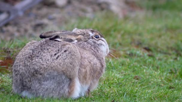 Brun Hare Sitter Frusen Försöker Hålla Sig Varm Ängen Grönt — Stockvideo