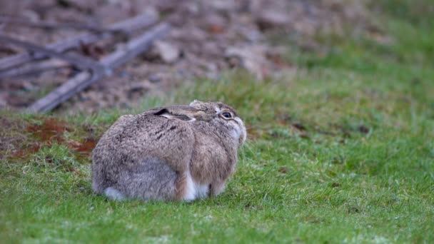 Brown Hare Sitting Frozen Trying Stay Warm Meadow Green Grass — Video Stock