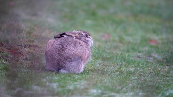 Brown Hare Sitting Frozen Trying Stay Warm Meadow Green Grass — Stockvideo