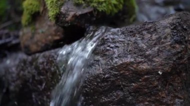 İsveç 'in Bakire Ormanı' ndaki Huzur Akımı: Sağlıklı Yaşam, Yoga, Stres Rahatlaması ve Uyku Videoları İçin Sakinleştirici Doğa Görüntüleri.