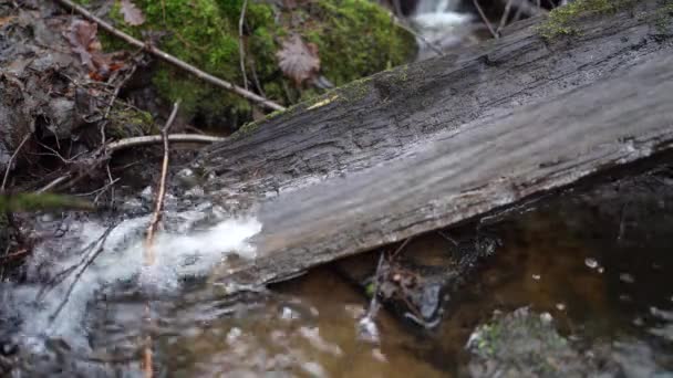 Tranquil Stream Pristine Peaceful Woods Sweden Calming Nature Footage Wellness — Stock Video