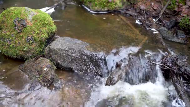Tranquil Stream Pristine Peace Woods Sweden Calming Nature Footage Wellness — стокове відео