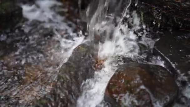 瑞典普里斯丁和平森林中的平静溪流 抚慰自然 促进健康 缓解压力和睡眠录像 — 图库视频影像