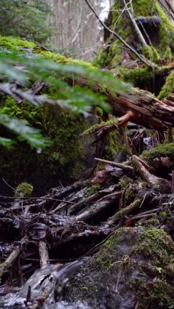 Stream Liniștit Pădurile Liniștite Din Suedia Calmarea Imaginilor Naturale Pentru — Videoclip de stoc