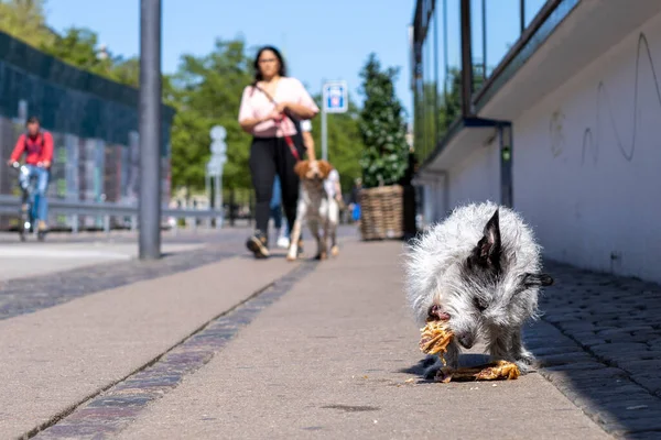 Tiny Fluffy Stray dog eating leftovers on the sidewalk of Copenhagen.