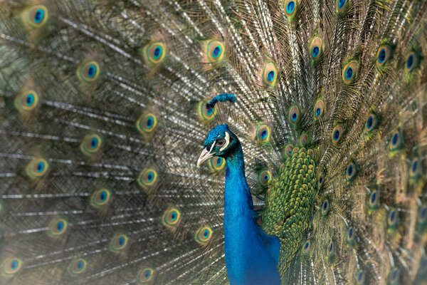 Proud Colorful Male indian Peacock Portrait with Full Feather Plume open with direct morning sunlight.
