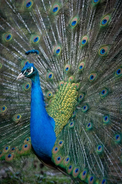 Proud Colorful Male Indian Peacock Portrait Full Feather Plume Open — Stock Photo, Image