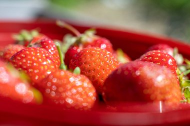 Taze Sulu Yeni Toplanan Kırmızı Çilekler daha önce İsveç 'in tarım arazilerindeki bitki sıralarının yakınındaki sepette toplanmıştı..