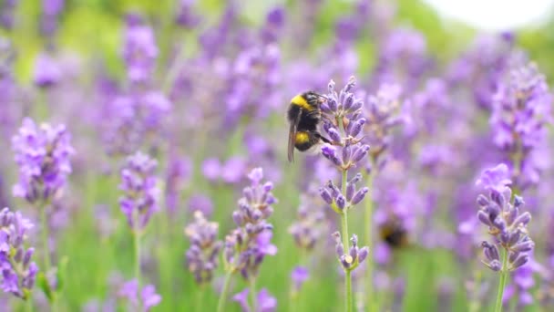 野生の花 ヴィヴィッド パープル ラベンデルは スウェーデンの家庭の庭でハチとバンブルビーズの両方によって汚染されています — ストック動画