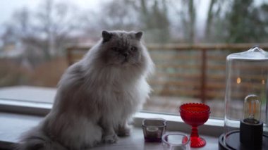 Fluffy Fur ile pencerenin pervazında oturan sevimli Beyaz ve Gri Kedi Arka planda Çıplak Ağaçlar: Bir Evcil Ev Kedisinin Sıcak ve Samimi Sahnesi