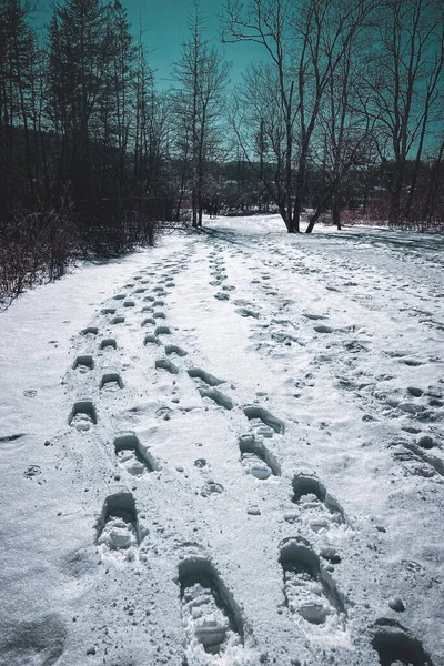 Stowe, Vermont 'ta kar üzerinde ayak izleri.