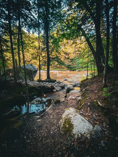 Ein Vertikaler Blick Auf Den Schönen Fluss Mit Einem Wald — Stockfoto