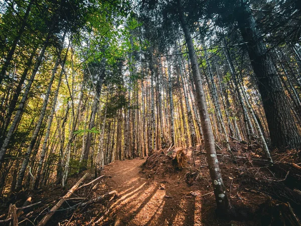 Waterville Vadisi, New Hampshire, ABD 'deki ormandaki patika..