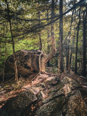 Kayanın yanında büyüyen ağaç, Flume Gorge, New Hampshire, ABD.