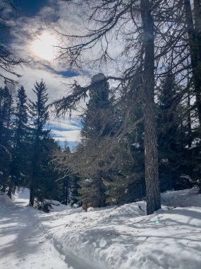 Karla kaplı ağaçlarla kaplı güzel kış manzarası