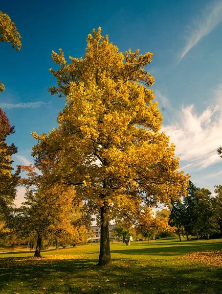 Güzel sonbahar parkı, ağaçlar ve yeşil orman