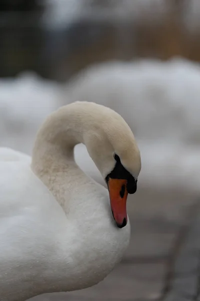 Красивый Лебедь Зимой — стоковое фото