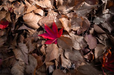 Kırmızı akçaağaç yaprakları kara bir taşın üzerinde