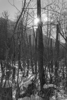 Karla kaplı ağaçlarla kaplı kış manzarası