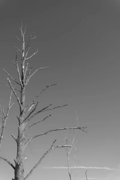 Ветви Мертвого Дерева Темном Фоне — стоковое фото
