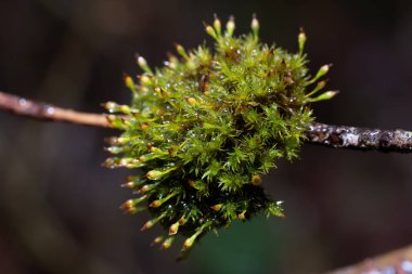 Ağaçtaki yeşil yapraklar