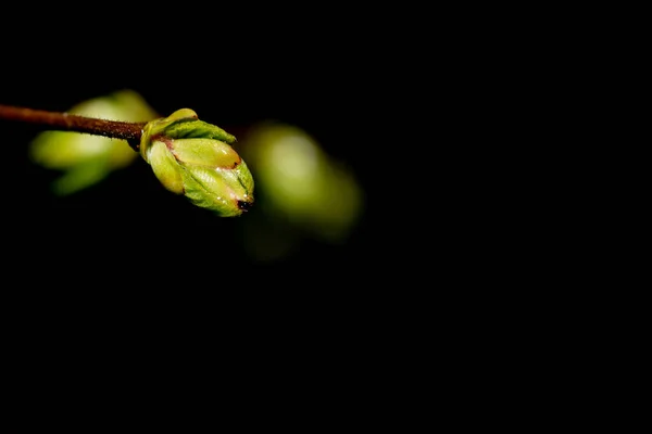 Frühjahrsblühende Knospen Auf Einem Zweig — Stockfoto