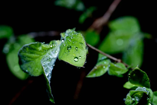 Зеленый Лист Каплями Воды — стоковое фото