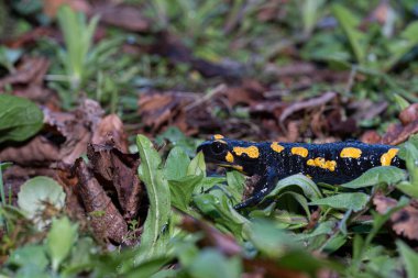 Kayanın üzerinde oturan bir kurbağanın yakın plan çekimi.