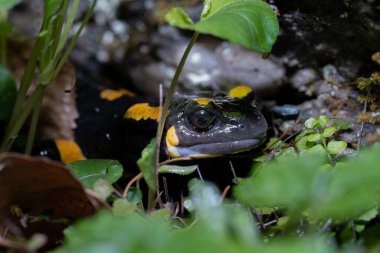 Kurbağa, amfibik yüz ateş semenderi