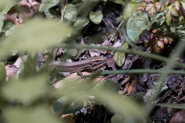 Zbliżenie Jaszczurki Lesie — Zdjęcie stockowe