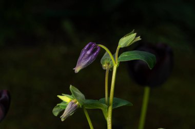 Güzel bir çiçeğin koyu arka planındaki ilk yeşil tomurcuk.