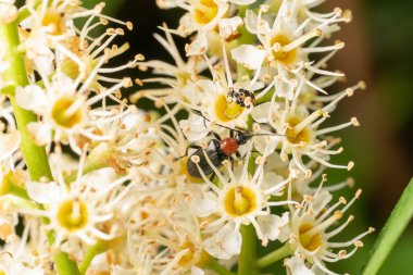Çiçekli arı böceği.