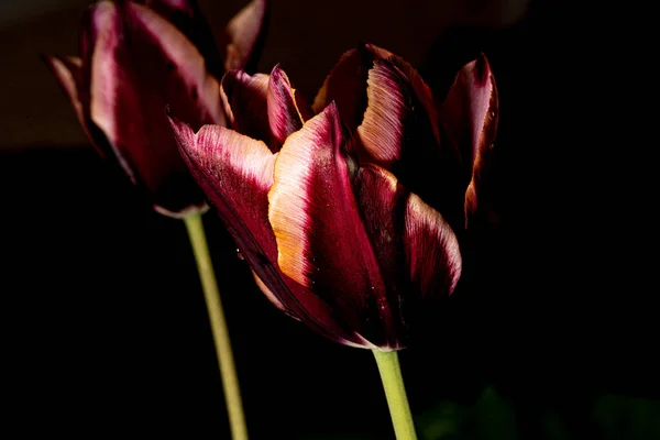 Gyönyörű Tulipán Virág Növény — Stock Fotó
