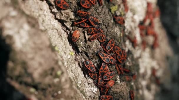 红色臭虫士兵的黑色图案固定在浓密的树皮上 背景模糊不清 阳光普照的城市公园中的自然和野生动物 — 图库视频影像