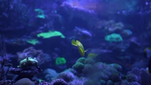 Sárga Halak Akvárium Sötét Vizében Úsznak Algák Között Sokoldalú Víz — Stock videók