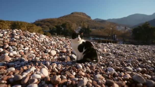 晴れた日には雲一つない青空に対して山岳地帯の石の地面に座って黒と白の愛らしい猫の側面図 — ストック動画