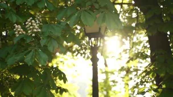 Eine Straßenlaterne Leuchtet Hell Inmitten Der Dichten Bäume Und Laub — Stockvideo
