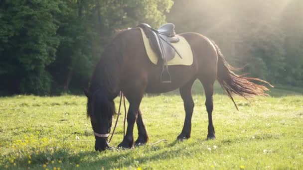 Koń Siodłem Spokojnie Wypasającym Się Polu Zieloną Trawą — Wideo stockowe