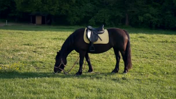 Koń Noszący Siodło Wypasa Się Spokojnie Rozległym Otwartym Polu — Wideo stockowe