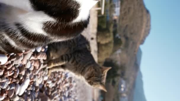 Adorável Gato Tabby Sentado Chão Pedregoso Olhando Para Câmera Dia — Vídeo de Stock