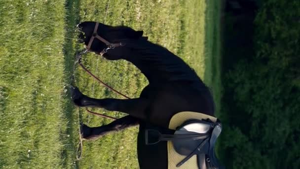 Horse Wearing Saddle Grazes Peacefully Vast Open Field Vertical Footage — Vídeo de stock