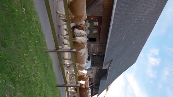 瑞士阿尔卑斯山 2022年10月15日 一群棕色和白色的奶牛在路上走过乡间的小农舍 春日阳光明媚 家畜从牧场回家 — 图库视频影像