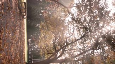 Parlak güneş ışığı sonbahar günü büyük şehir parkını aydınlatır. Sararmış ağaçlarla ve güneşli havada ahşap banklarla manzara manzarası..