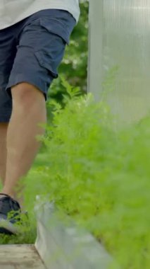 Mavi şort giyen bahçıvan seraya gelir ve bitkileri sulamaya başlar. İnsan kendi serasında organik hasat yapabilmek için sebzelere önem verir..