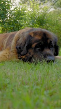 Leonberger yeşil çimlerin üzerinde sahibini bekliyor. Sıkılmış köpek çimlerin üzerinde uzanarak oynamak istiyor. Evcil hayvanın cesareti kırılmış ve yakın plan dikey çekim yaslı görünüyor..
